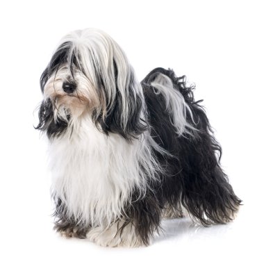 Tibet terrier