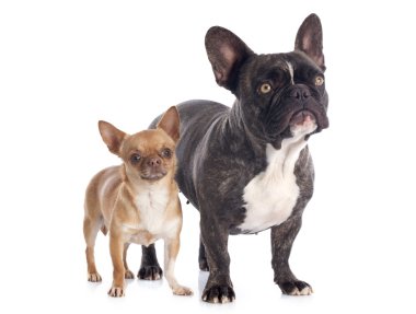 Fransız buldozer ve chihuahua