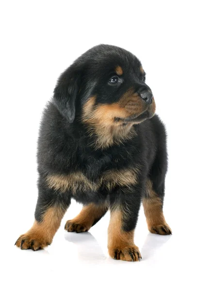 Welpen-Rottweiler — Stockfoto