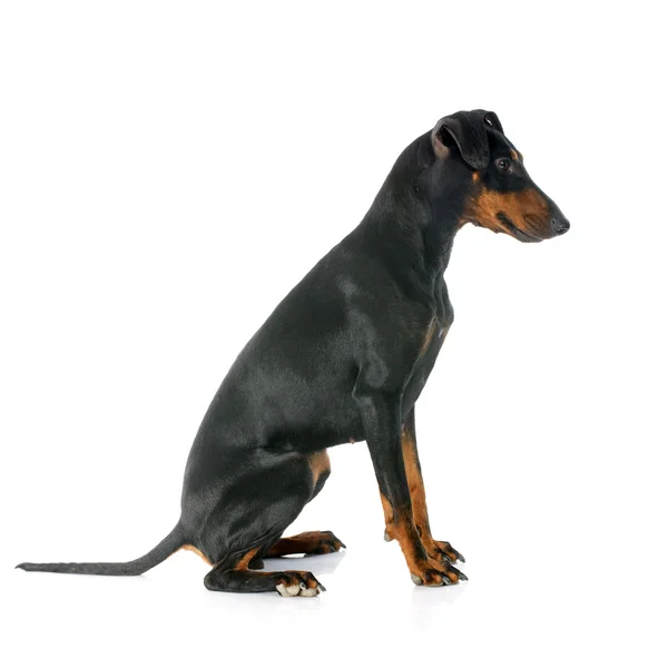 Manchester terrier — Fotografia de Stock