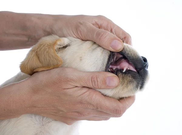 Dentes de cachorro — Fotografia de Stock