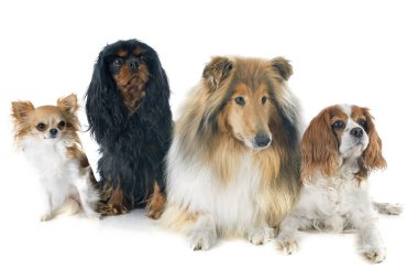 Cavalier king charles ve kömür ocağı