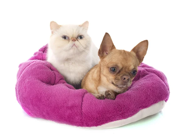 Exotische Kurzhaarkatze und Chihuahua — Stockfoto