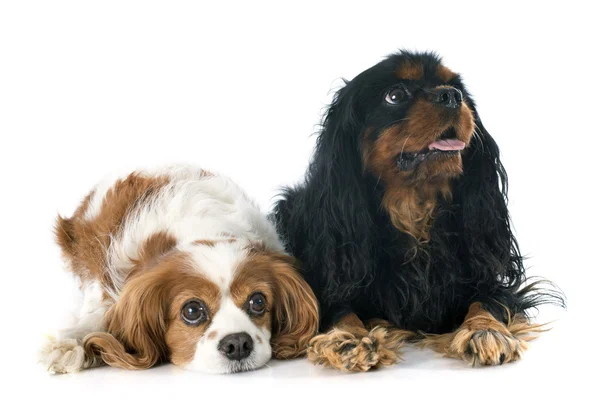 Two cavalier king charles — Stock Photo, Image