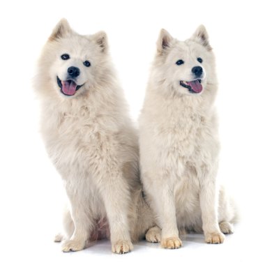 Samoyeds