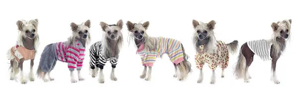 Geklede chinese crested honden — Stockfoto