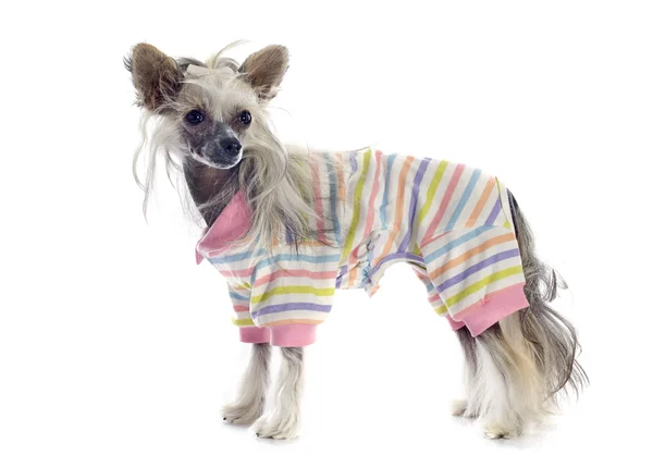 Berpakaian Chinese Crested Dog — Stok Foto