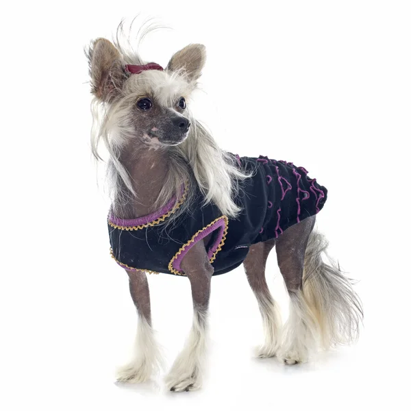 Oblečený čínský chocholatý pes — Stock fotografie