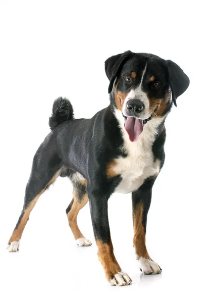 Appenzeller Sennenhund — Stockfoto