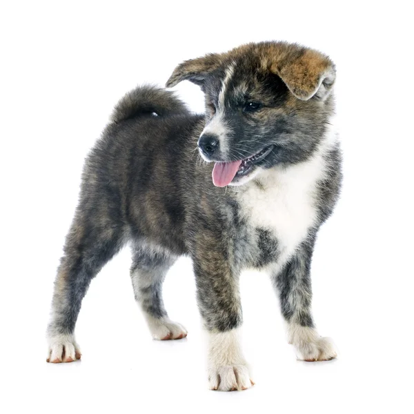 Puppy akita inu — Stock Photo, Image