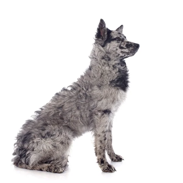 Hungarian dog — Stock Photo, Image