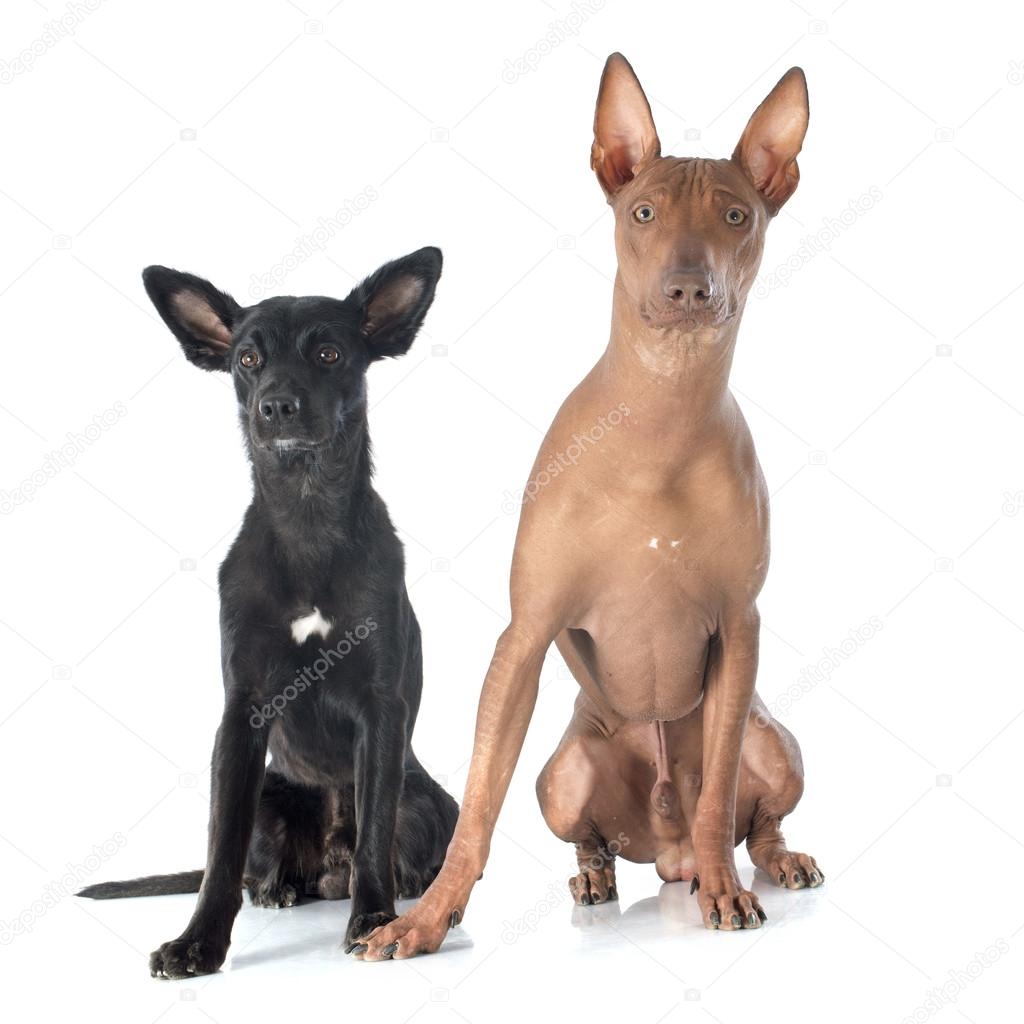peruvian dogs