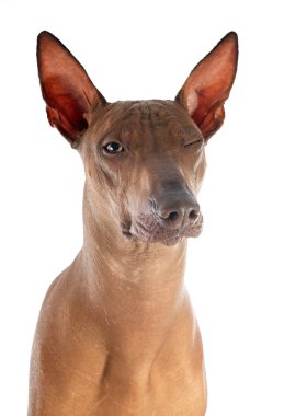 Perulu köpek