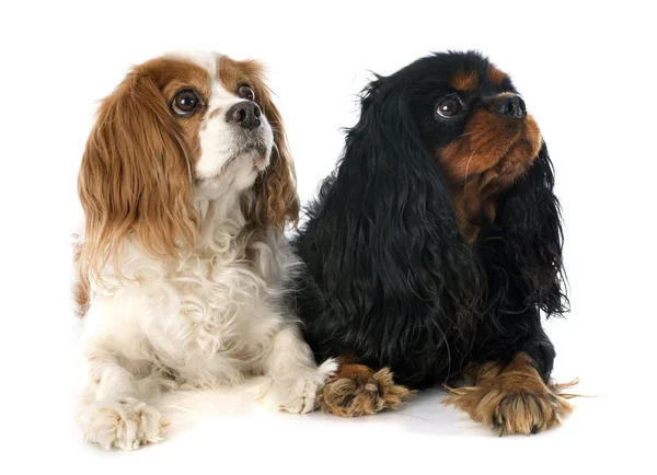 Dwa cavalier king charles — Zdjęcie stockowe