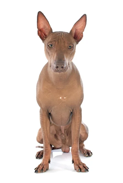 Peruviaanse hond — Stockfoto