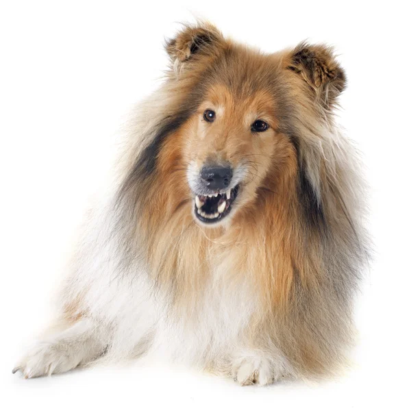 Långhårig collie — Stockfoto