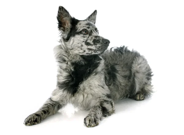 Hungarian dog — Stock Photo, Image