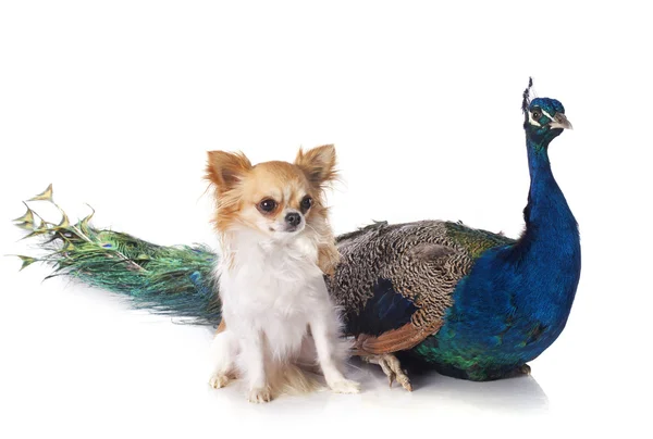 Peacock and chihuahua — Stock Photo, Image