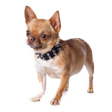 Chihuahua