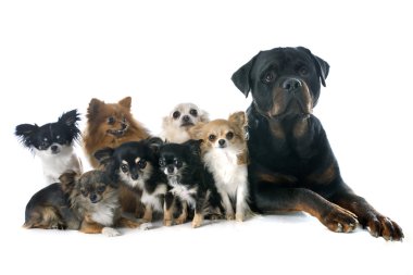 Rottweiler ve küçük köpekleri