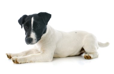yavru jack russel terrier