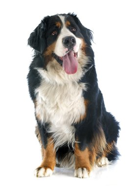 Bernese dağ köpeği