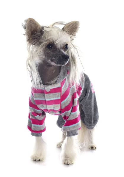 Berpakaian Chinese Crested Dog — Stok Foto