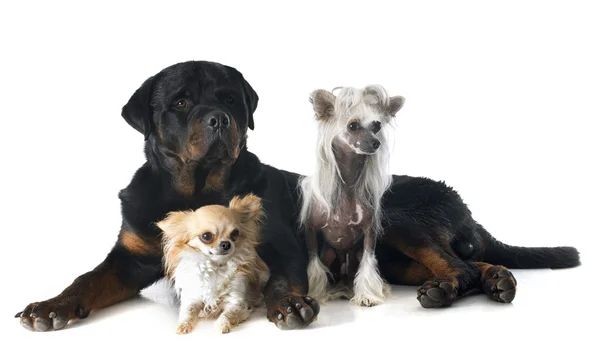 Three dogs — Stock Photo, Image