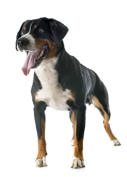 Appenzeller Sennenhond — Stockfoto