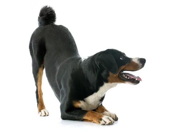 Appenzeller Sennenhund — Stockfoto