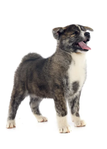 Puppy akita inu — Stock Photo, Image