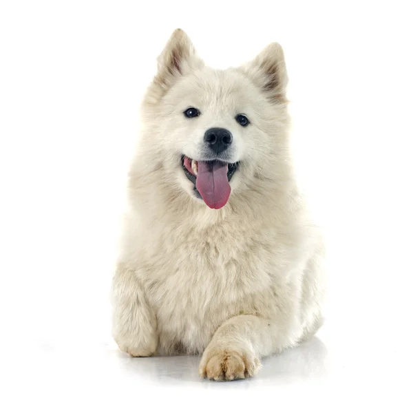 Samoyed — Stock Photo, Image