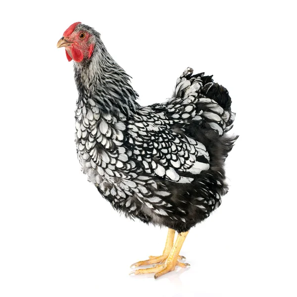 Wyandotte chicken — Stock Photo, Image