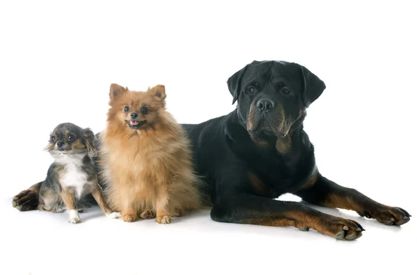 Ротвейлер і маленькі собаки — стокове фото