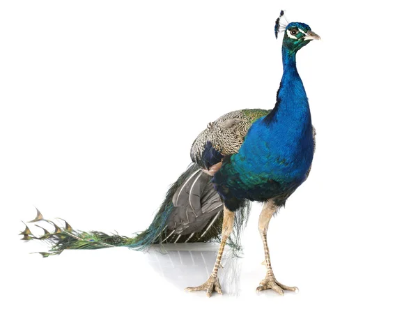 Peacock — Stock Photo, Image