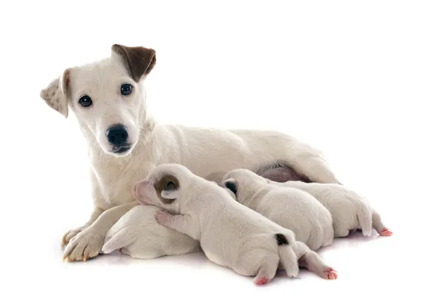 Família jack russel terrier — Fotografia de Stock