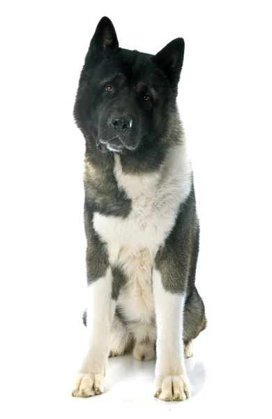 Amerikanische akita — Stockfoto