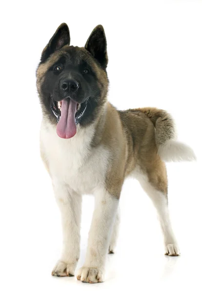 Amerikan akita köpek yavrusu — Stok fotoğraf