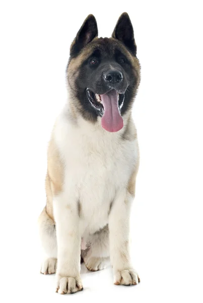 Cachorro americano akita — Foto de Stock