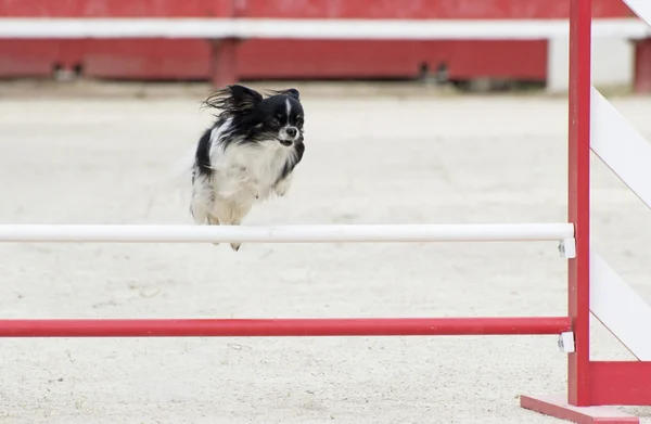 Chihuahua saltando — Foto de Stock