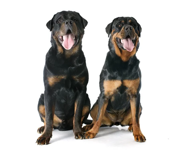 Rottweiler 'lar — Stok fotoğraf