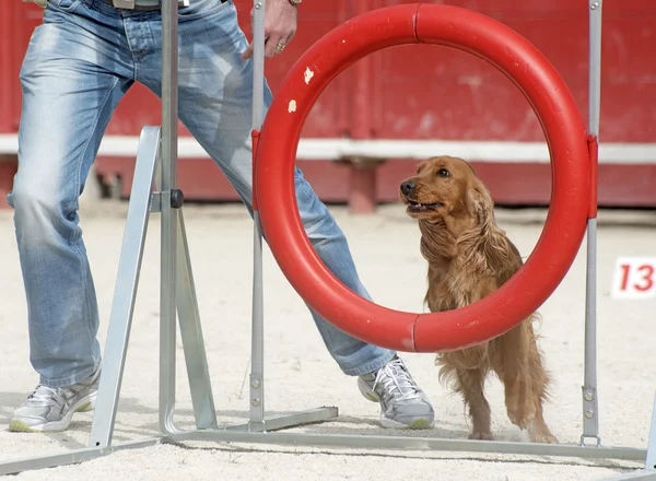 Kokršpaněl v agility — Stock fotografie