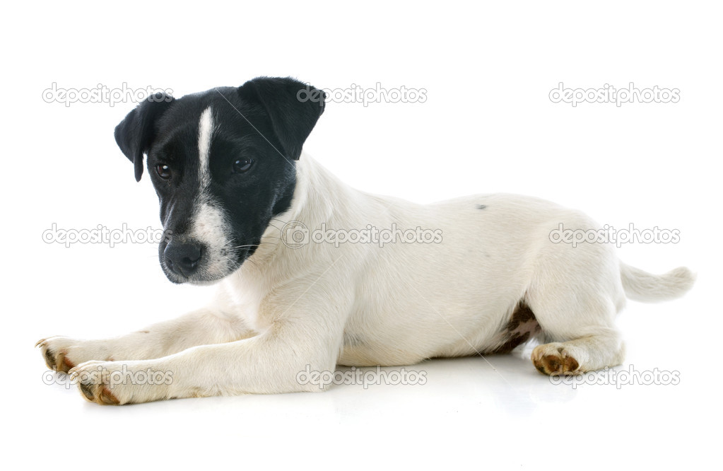 puppy jack russel terrier