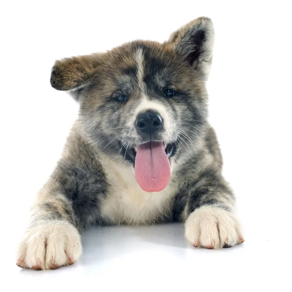 Puppy akita inu — Stock Photo, Image