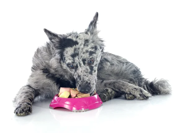 Харчування угорський собака — стокове фото