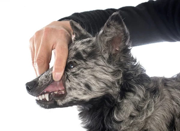Macar köpek dişleri — Stok fotoğraf