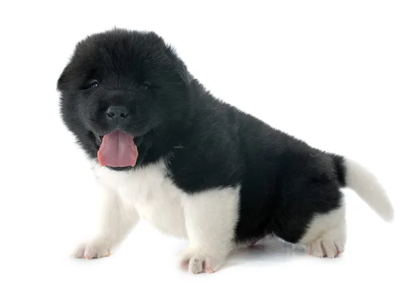 Filhote de cachorro americano akita — Fotografia de Stock