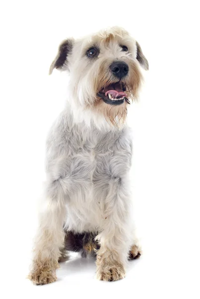 Weißer Zwergschnauzer — Stockfoto