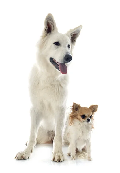 Swiss shepherd and chihuahua — Stock Photo, Image