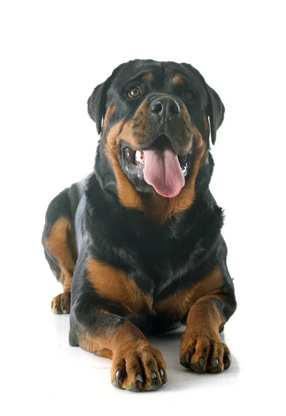 Rottweiler — Fotografia de Stock